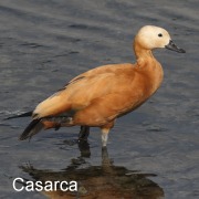 casarca