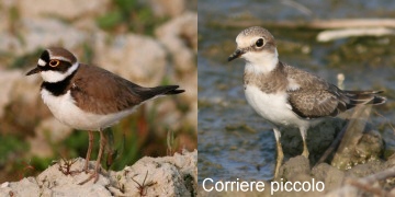 corriere_piccolo