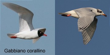 gabbiano_corallino
