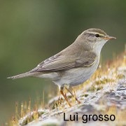 luì_grosso