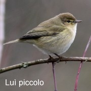 luì_piccolo