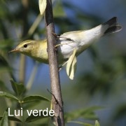 luì_verde