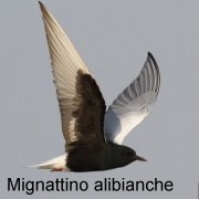 mignattino_alibianche