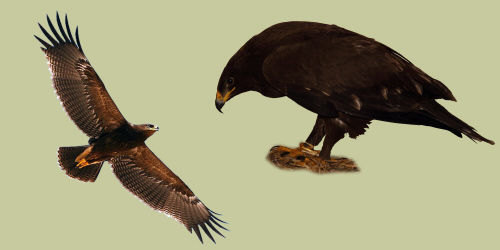 Aquila_anatraia_minore.jpg