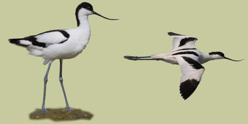 Avocetta.jpg