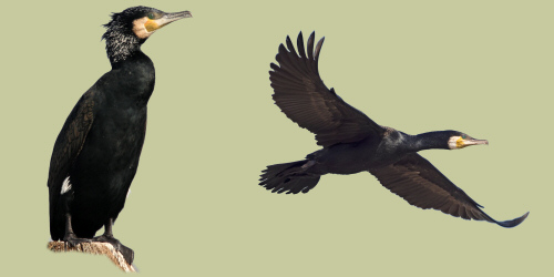 Cormorano.jpg