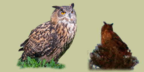 Gufo_reale.jpg