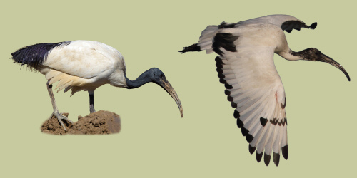 Ibis_sacro.jpg
