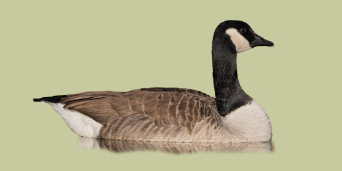 Oca_del_Canada.jpg