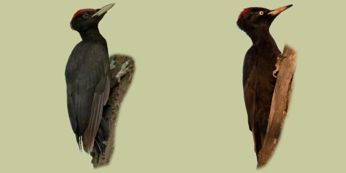 Picchio_nero.jpg