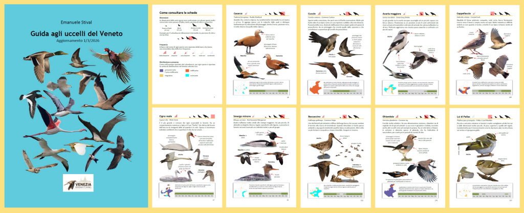 Uccelli_del_Veneto_.jpg