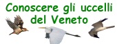 ucc_veneto_ban.jpg
